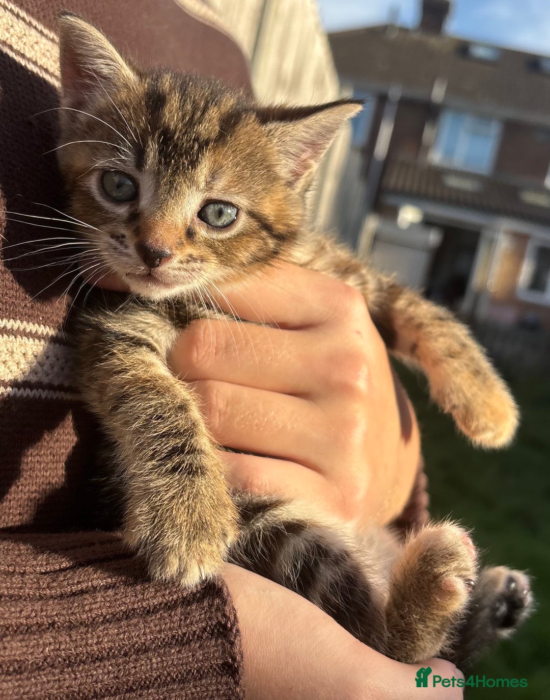 Mixed Breed cats for sale: 5 Gorgeous kittens available now - Image 6