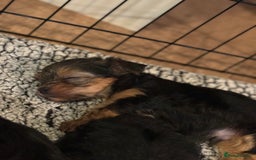 Yorkshire Terrier dogs for sale: Miniature yorkie - Image 10