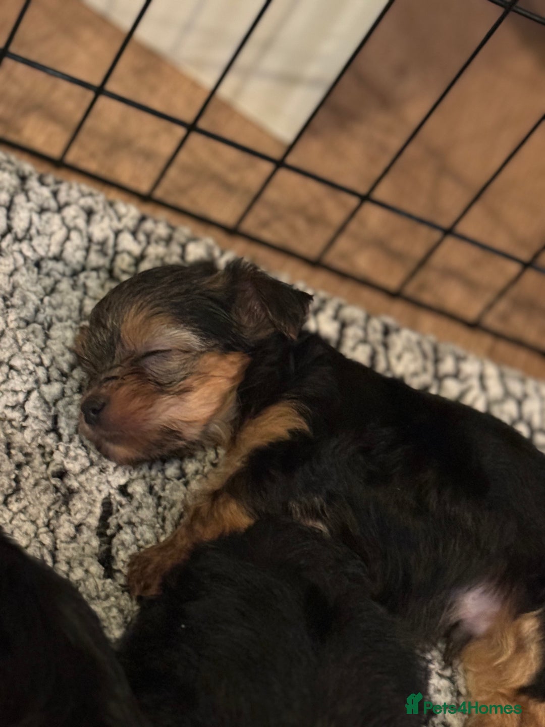 Yorkshire Terrier dogs for sale: Miniature yorkie - Image 10