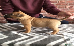 English Bull Terrier dogs for sale: Kcregd English bull terrier puppies  - Image 8