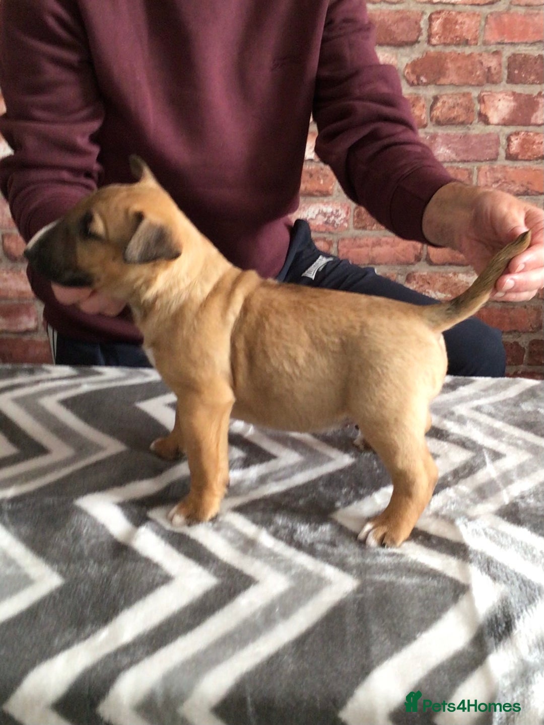 English Bull Terrier dogs for sale: Kcregd English bull terrier puppies  - Image 8