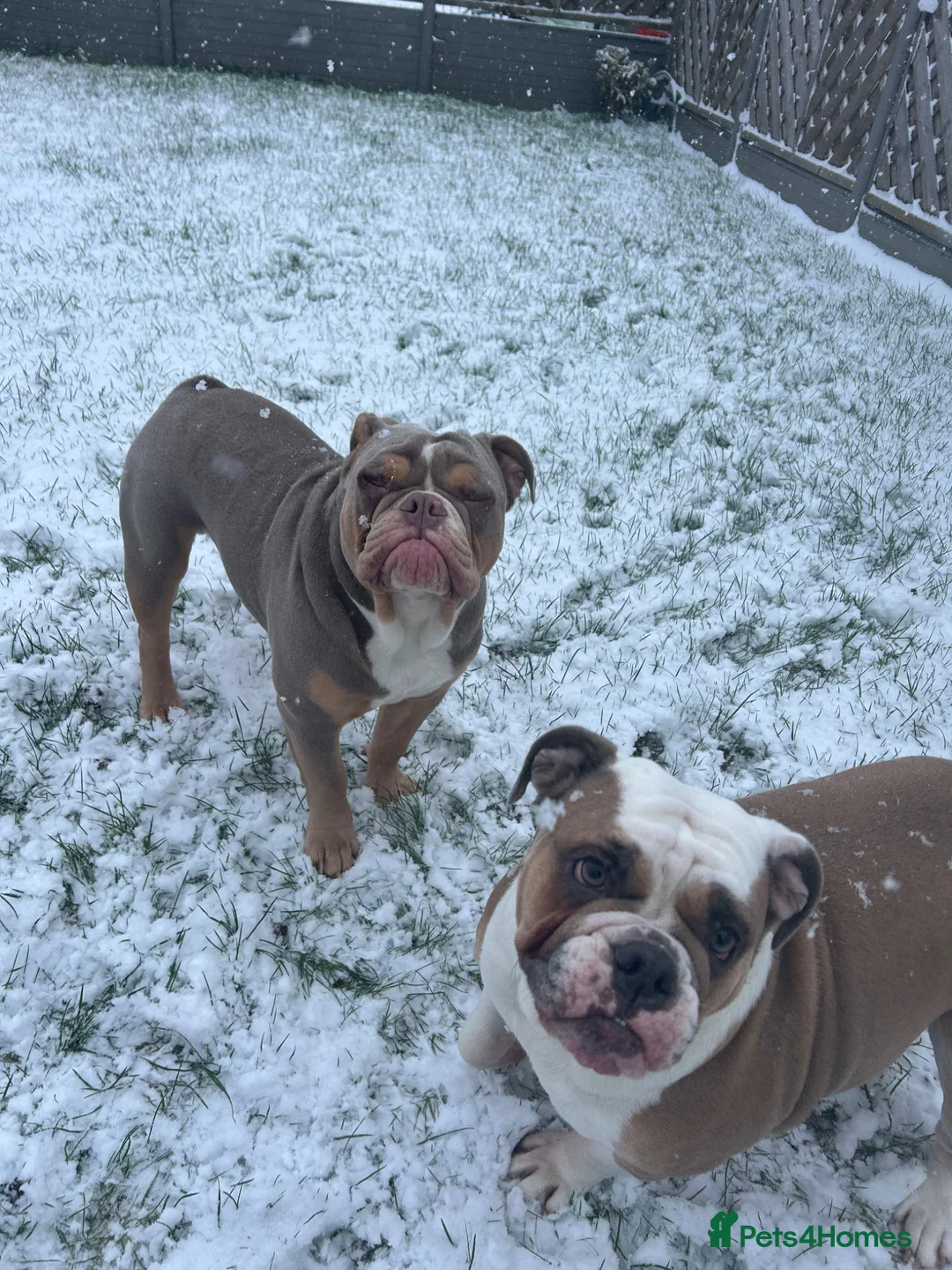 Olde English Bulldogge dogs for stud:  STUD-lilac olde english bulldogge! - Advert 12