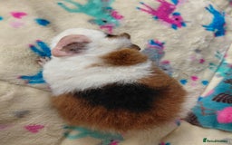 Guinea Pig rodents for sale: Pair of baby merino/teddy boars/brothers RTR - Image 11