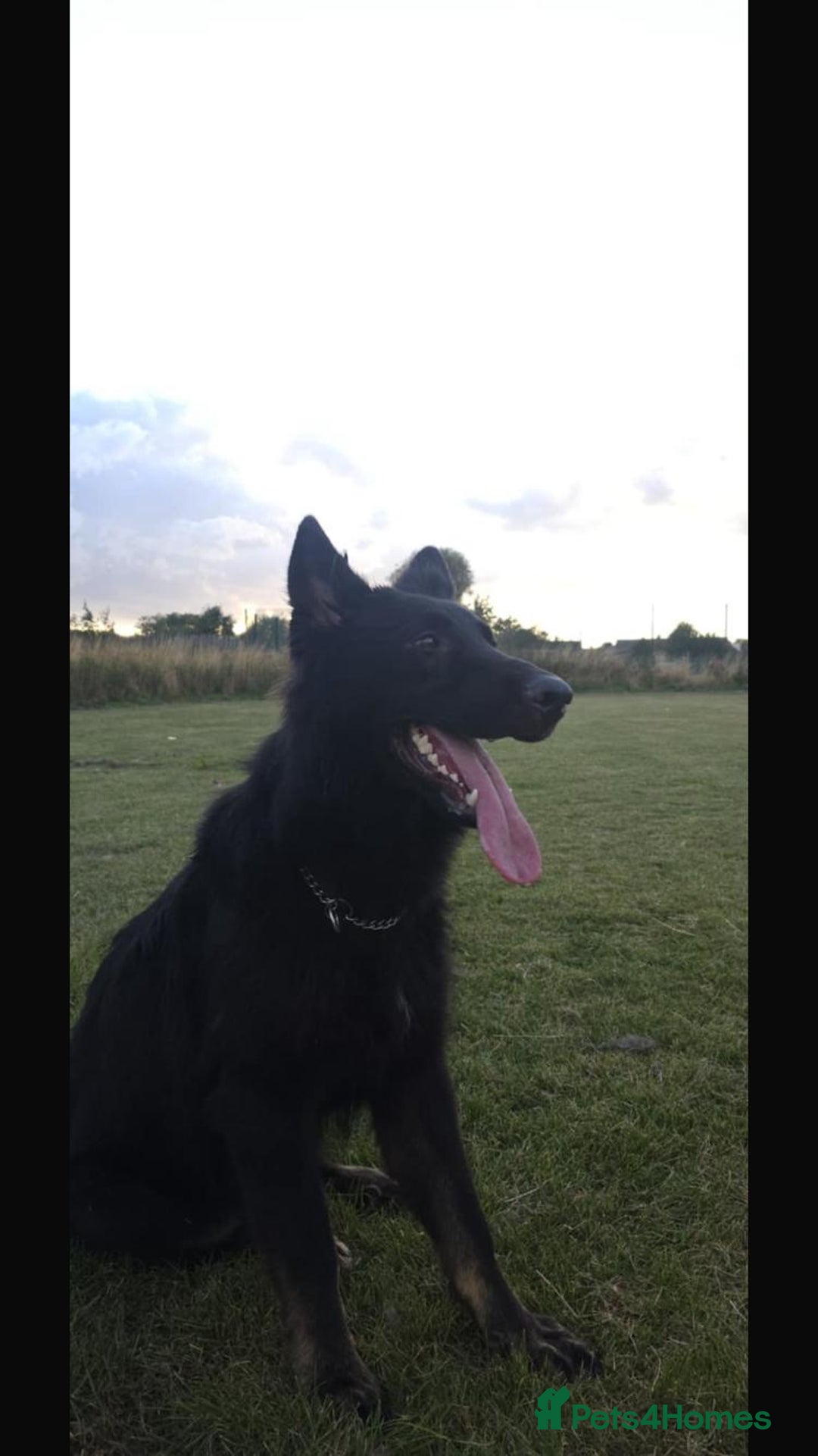 German Shepherd dogs for sale: 2 gorgeous German shepherd brothers  - Advert 14
