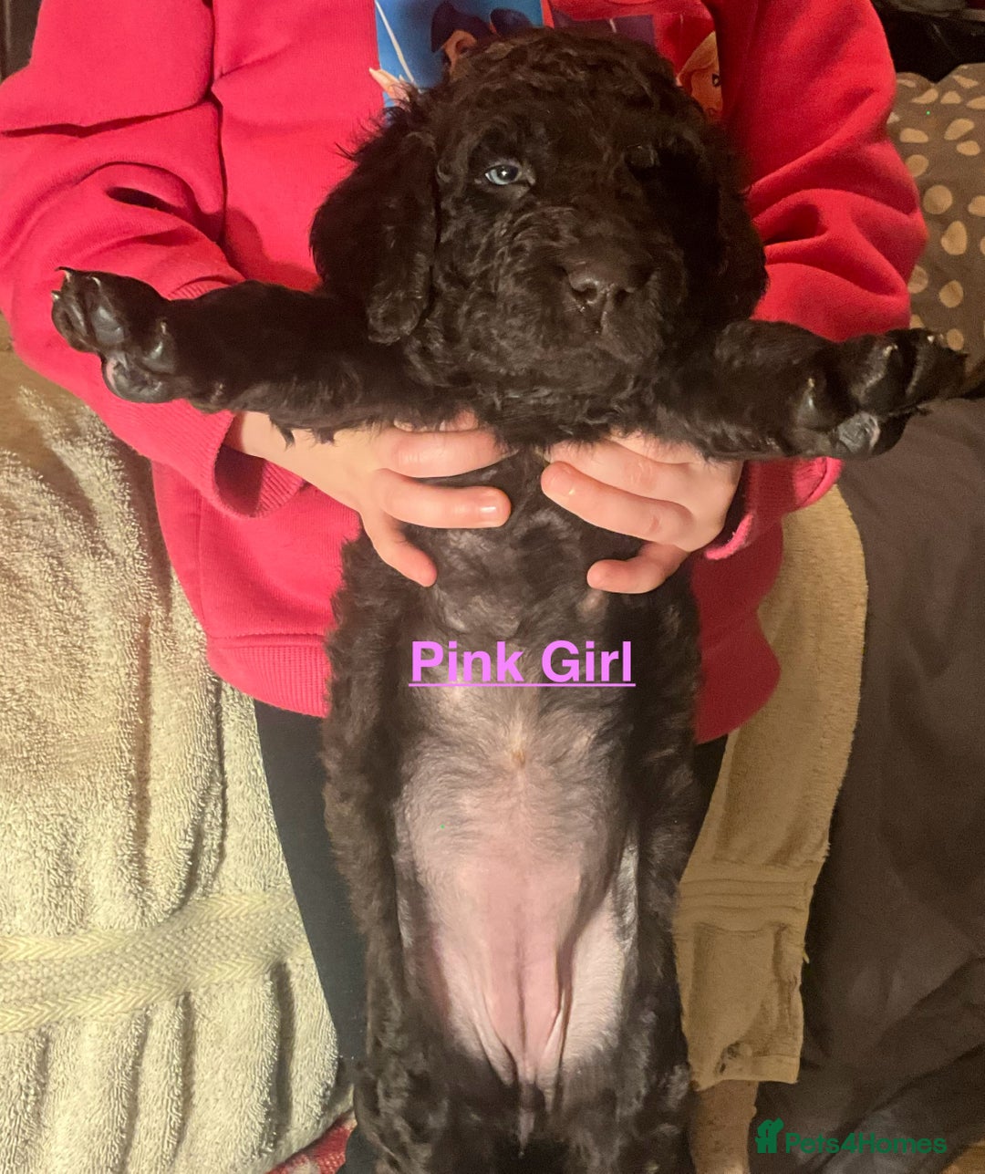 Irish Water Spaniel dogs for sale: Irish Water Spaniel Litter - Advert 16