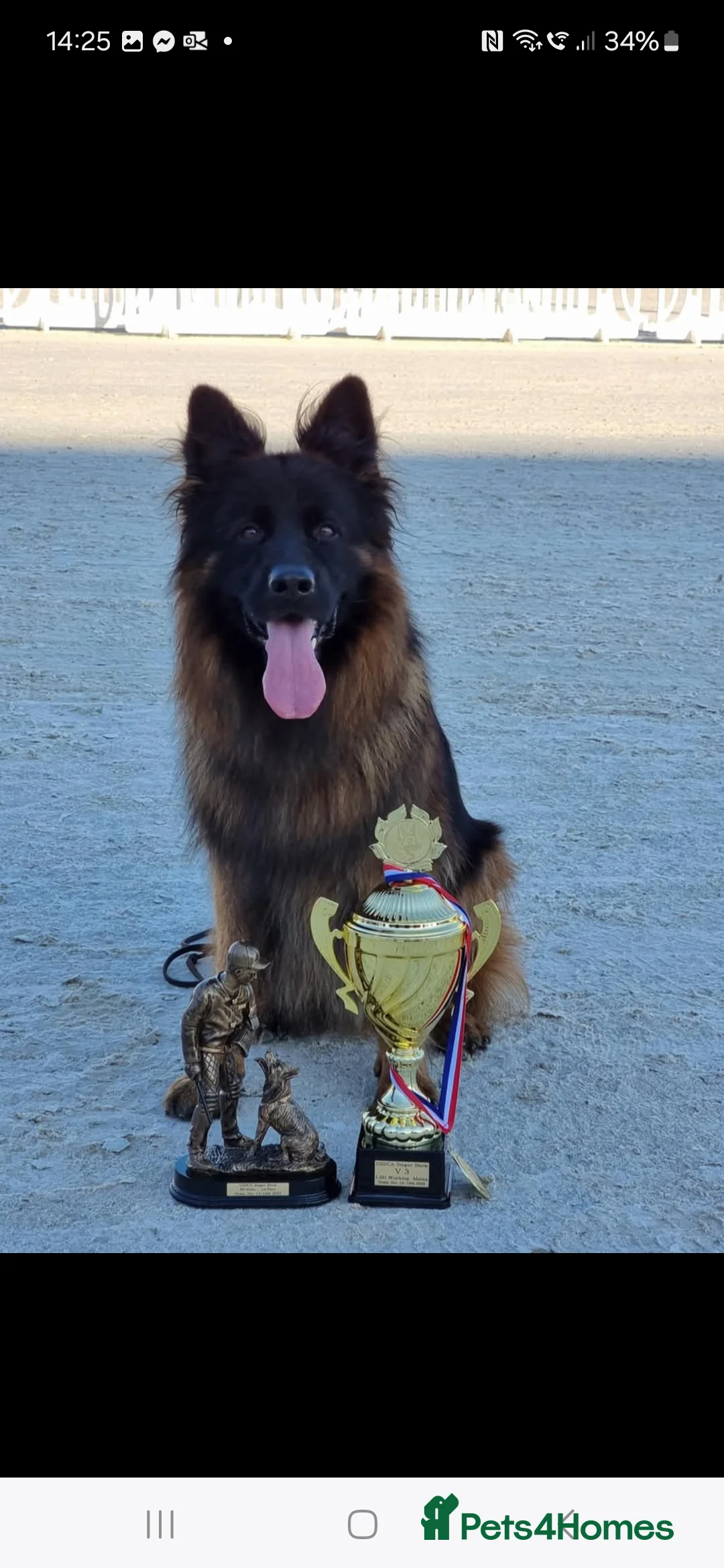 German Shepherd dogs for sale: OUTSTANDING long coat female puppy READY NOW - Advert 4