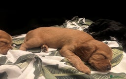 Cocker Spaniel dogs for sale: Working cocker spaniel puppies - Image 8