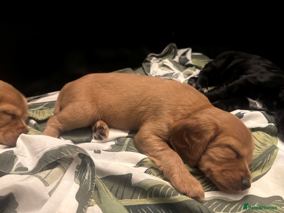 Cocker Spaniel dogs for sale: Working cocker spaniel puppies - Image 8