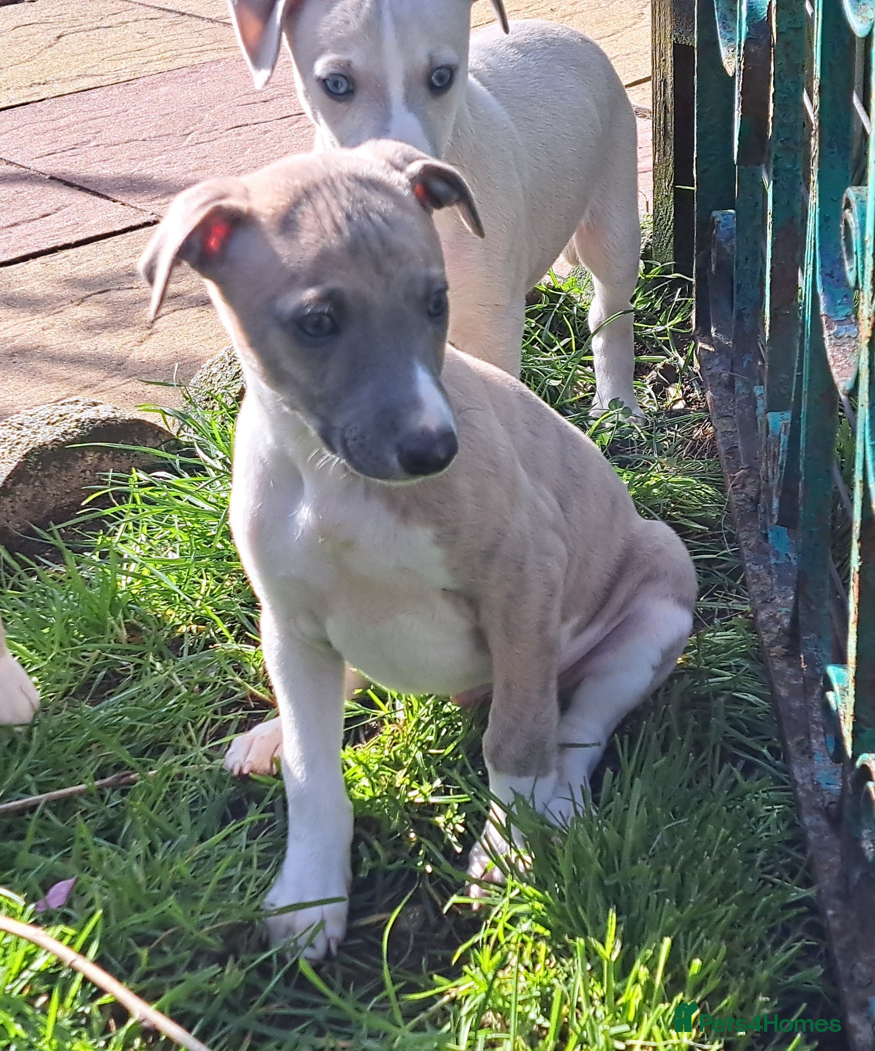 Whippet dogs 2 Beautiful KC Reg Whippet Puppies 1 boy, 1 girl  - Advert 1