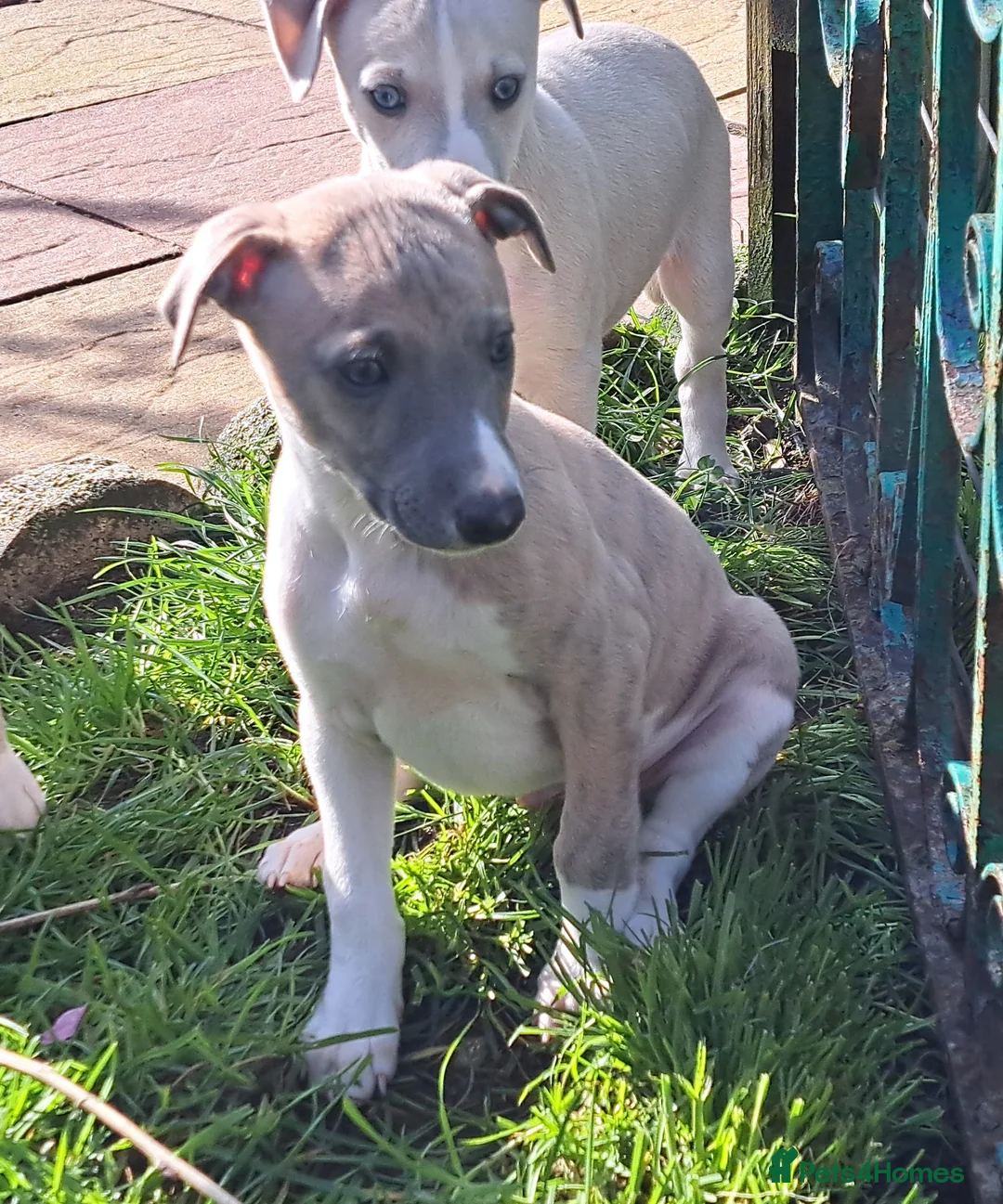 Whippet dogs for sale: 2 Beautiful KC Reg Whippet Puppies 1 boy, 1 girl  - Advert 1
