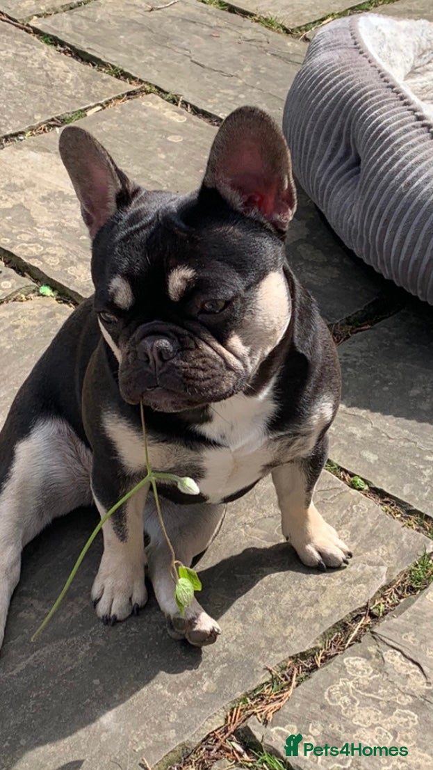 French Bulldog dogs French Bulldog puppies  - Advert 18