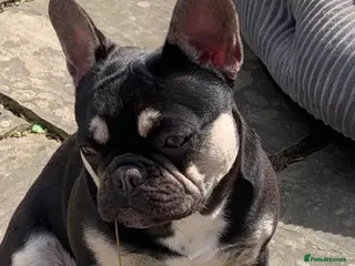 French Bulldog dogs French Bulldog puppies - Advert 18