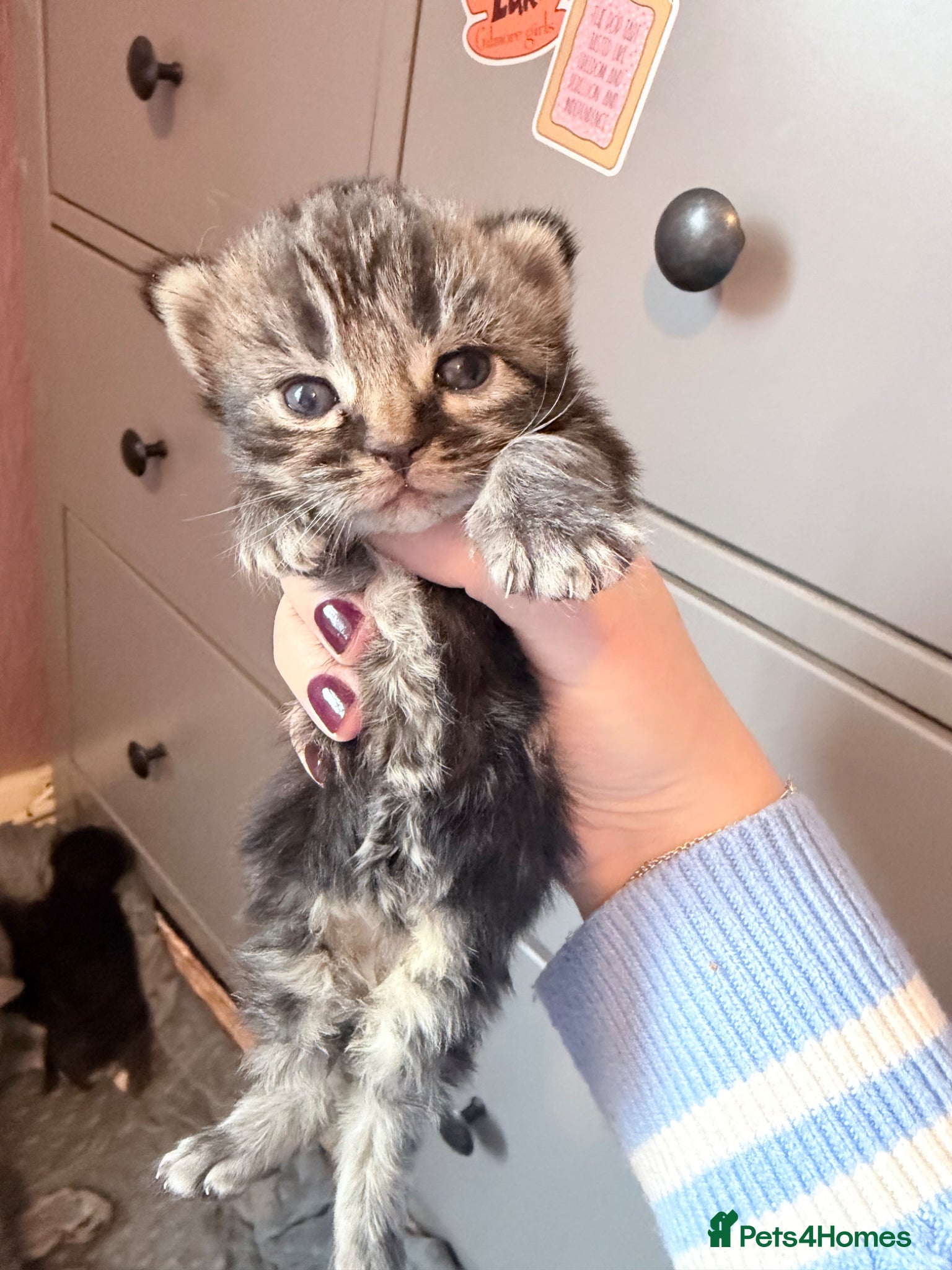 Mixed Breed cats Gorgeous British shorthair and Persian kittens - Advert 2