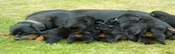 Rottweiler dogs for sale: Rottweiler puppies full German bloodline  in Newton-le-Willows - Advert 16