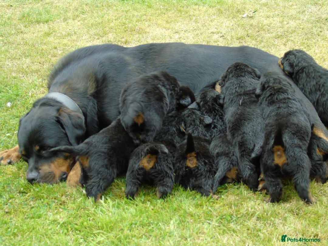 Rottweiler dogs for sale: Rottweiler puppies full German bloodline  in Newton-le-Willows - Advert 16