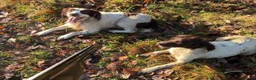 English Springer Spaniel dogs for sale: Quality English Working Springer Spaniel Puppies - Advert 15