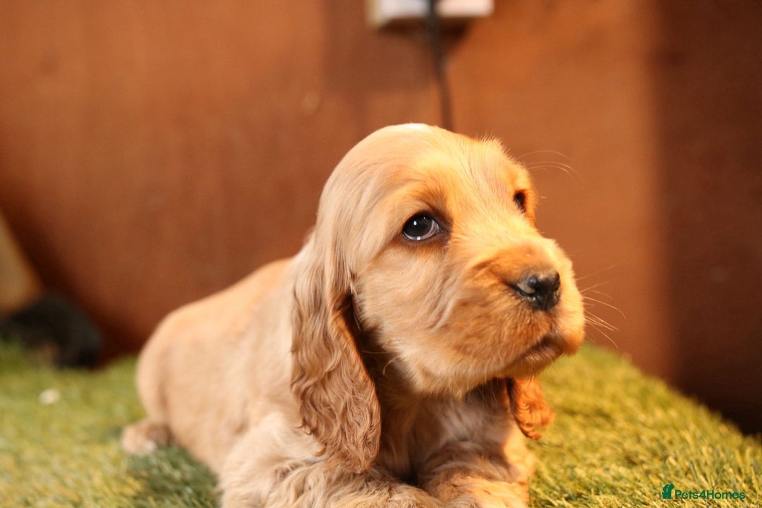 Cocker Spaniel dogs for sale: Stunning litter of show type cocker spaniels - Advert 8