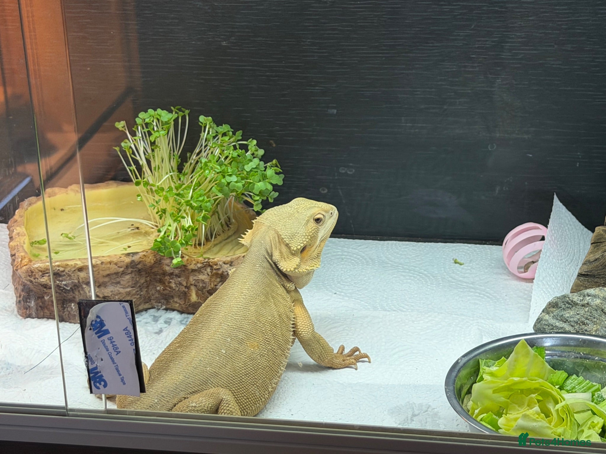 Bearded Dragon reptiles Female wits bearded dragon - Advert 1