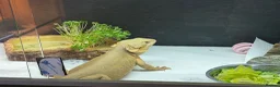 Bearded Dragon reptiles for sale: Female wits bearded dragon - Advert 1