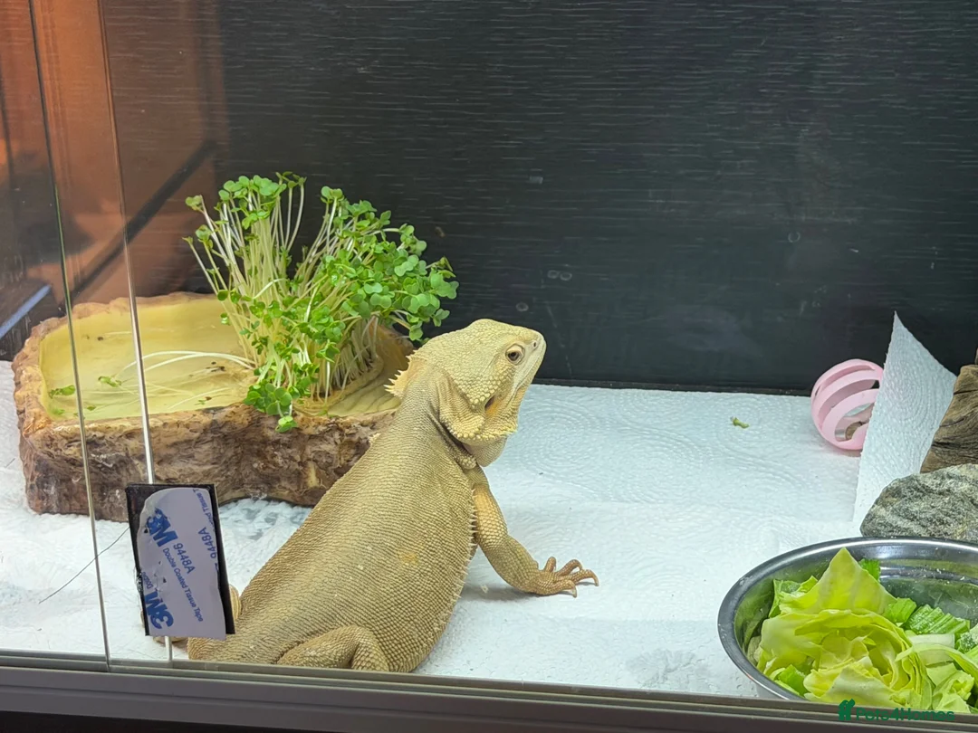 Bearded Dragon reptiles for sale: Female wits bearded dragon - Advert 1