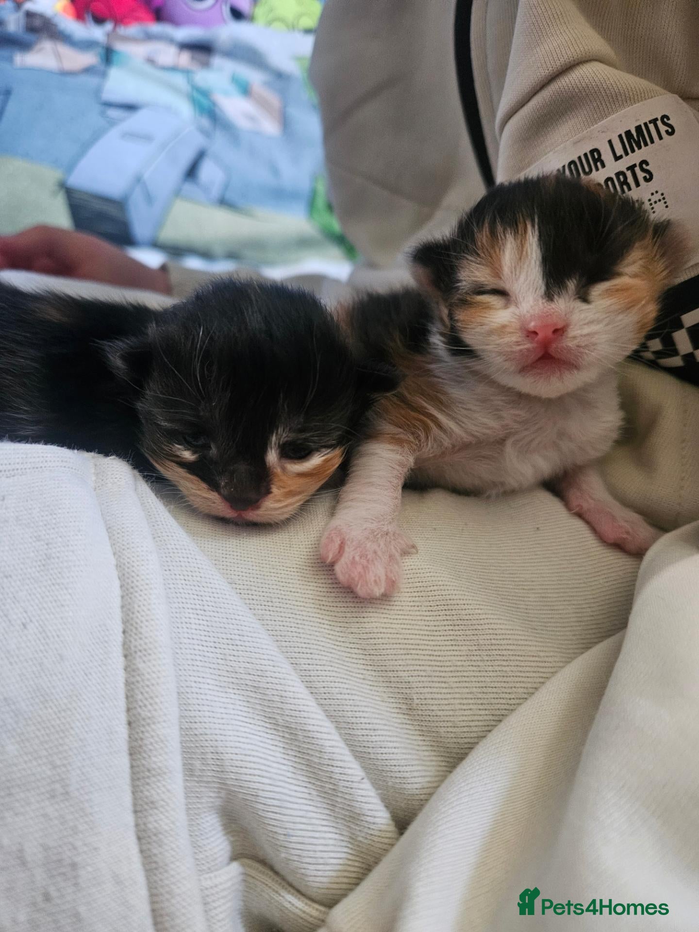 Mixed Breed cats for sale: Beautiful kittens for sale - Advert 16