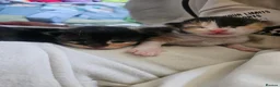 Mixed Breed cats for sale: Beautiful kittens for sale - Advert 1