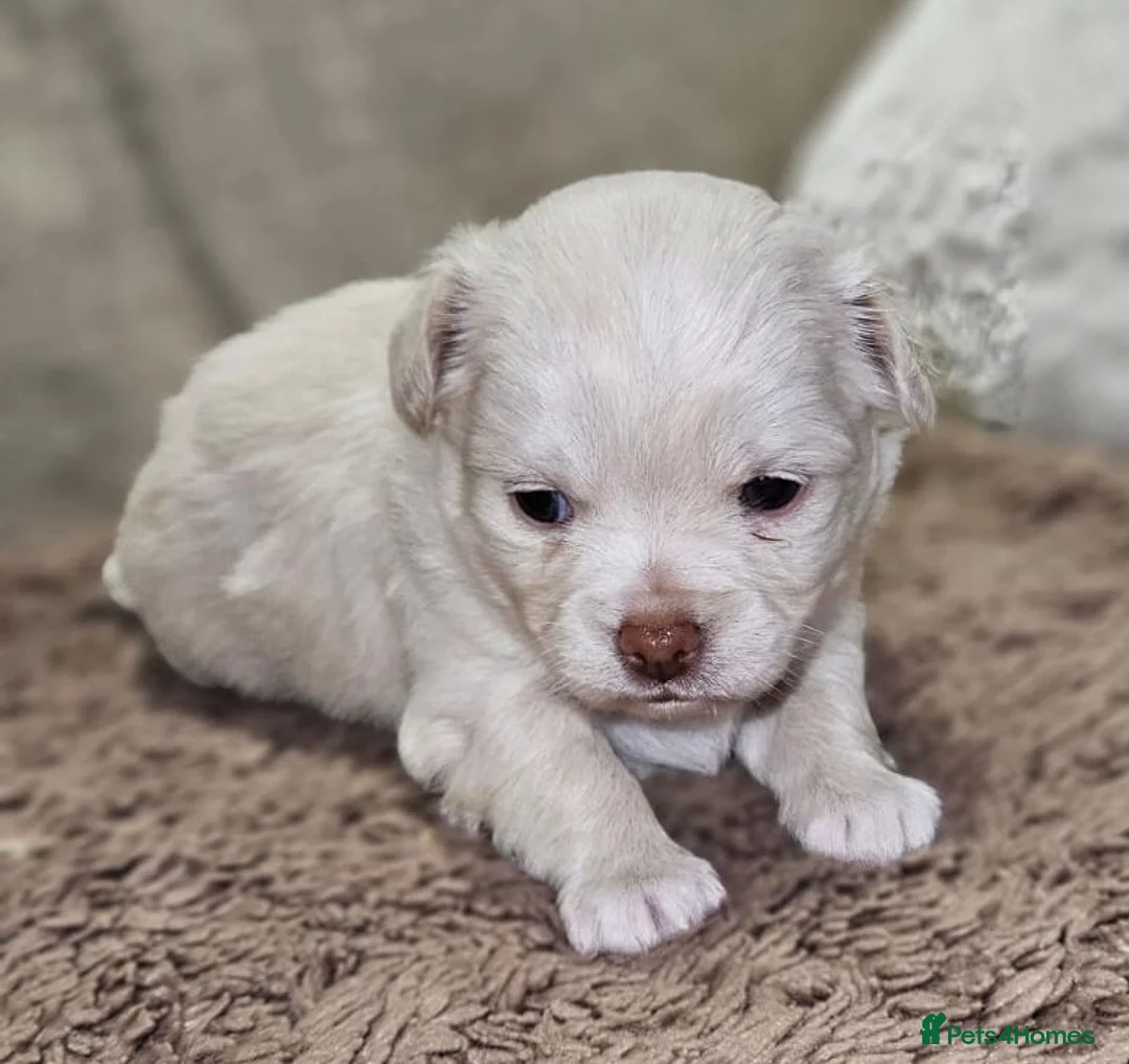 Chihuahua dogs for sale: ✨ Long haired Boys from Russian lines ✨ in Louth - Advert 2