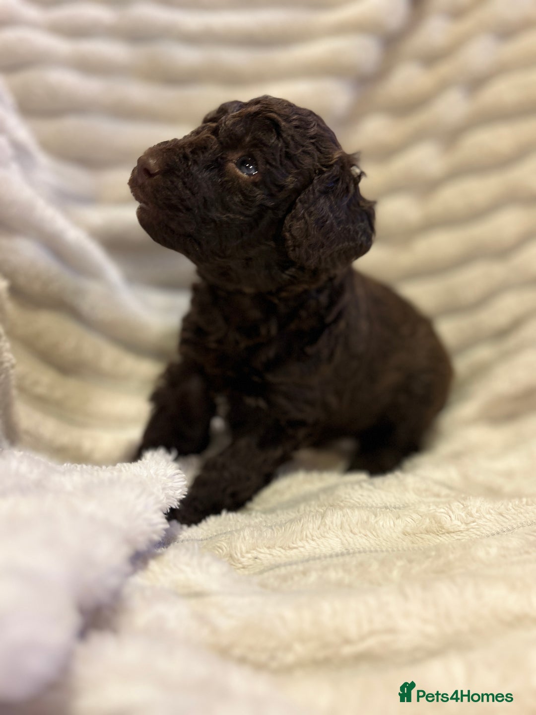 Cockapoo dogs for sale: Litter of 5 cockapoos for sale  - Advert 5