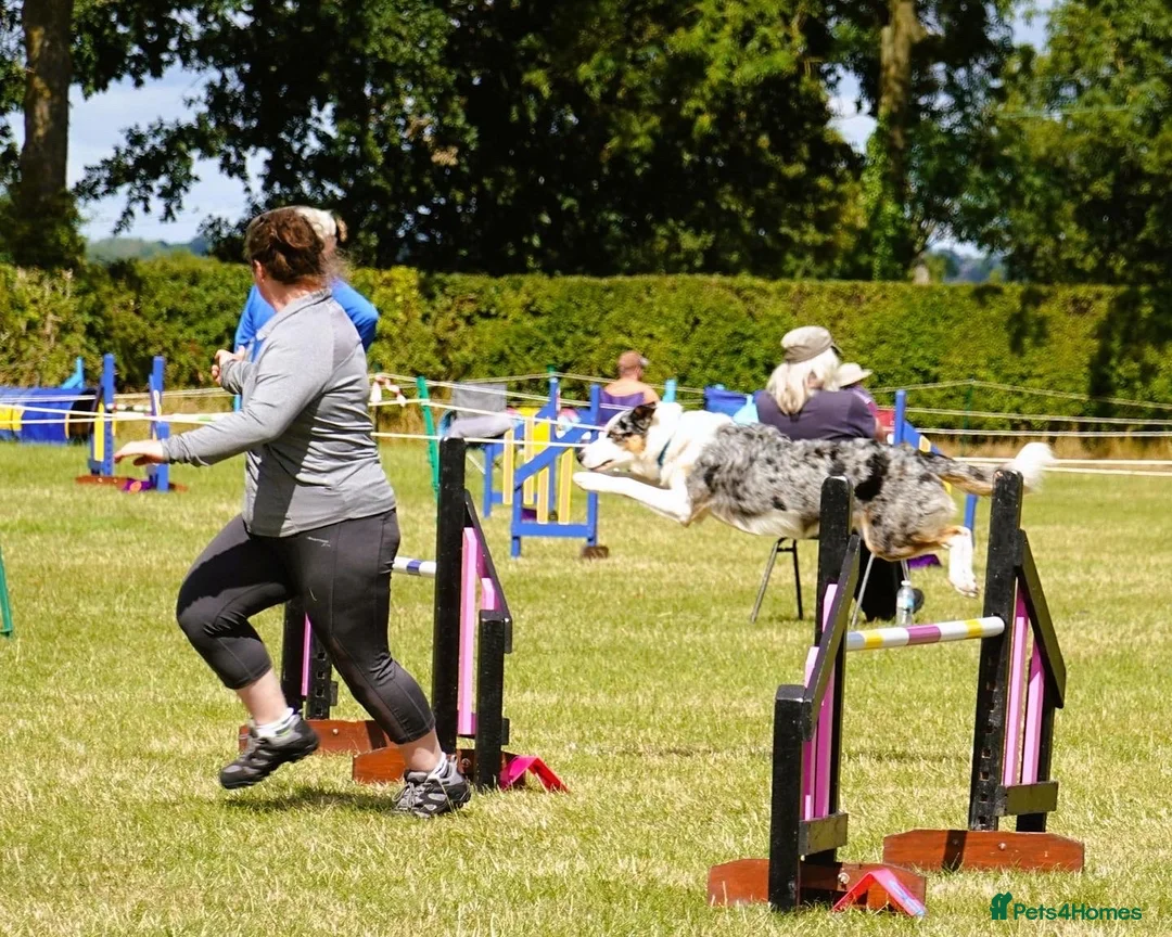 Border Collie dogs for stud: (provide) tr blue Merle border collie  in Otley - Advert 12