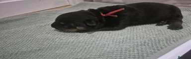 Rottweiler 1