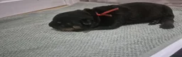 Rottweiler dogs for sale: RKC Registered Traditional Rottweiler Puppies  - Advert 8
