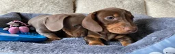 Dachshund dogs for sale: KC miniature smooth haired DNA tested dachshunds  - Advert 4