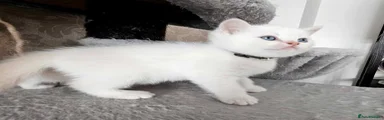 British Shorthair Kitten 4