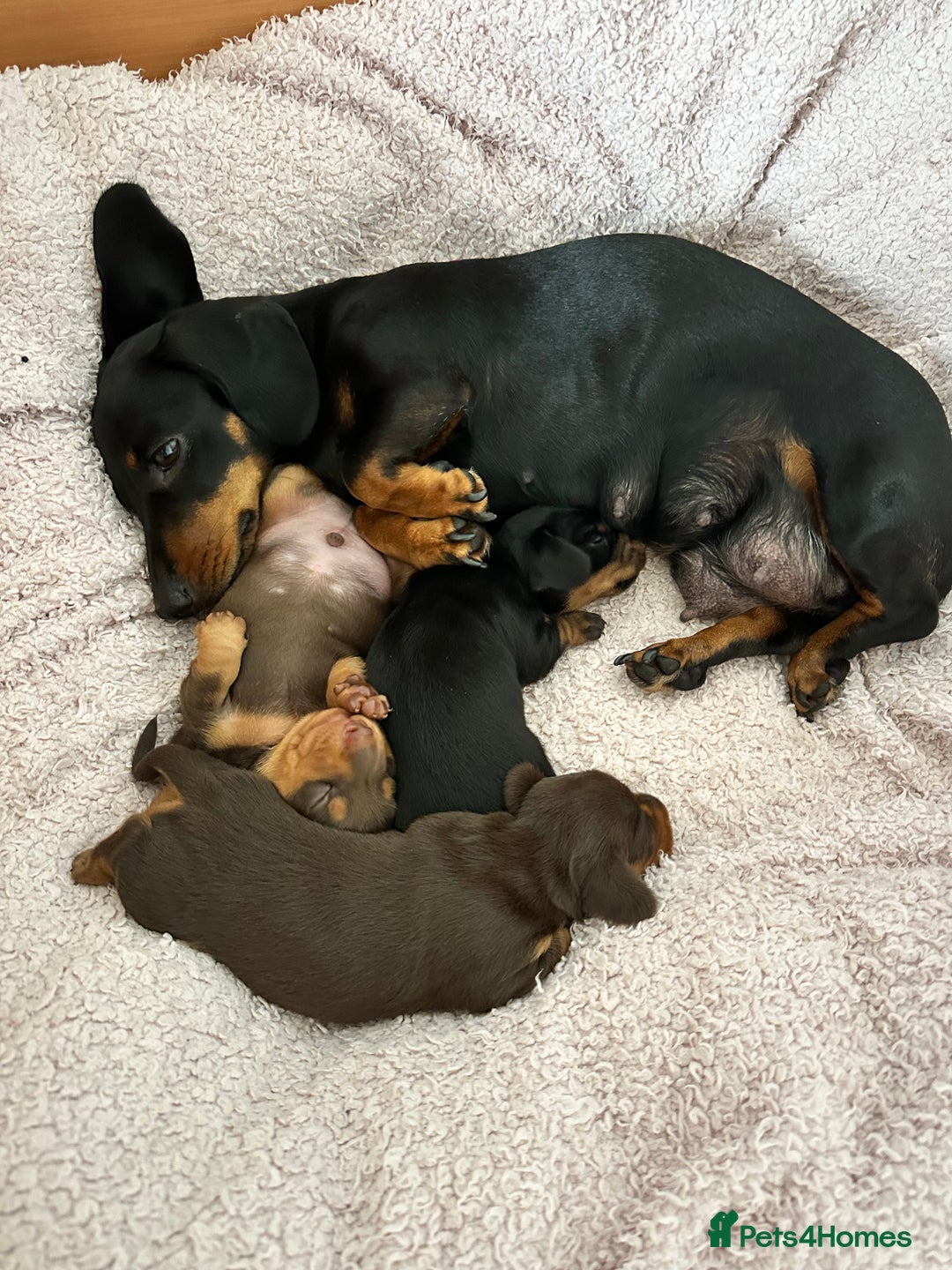 Miniature Dachshund dogs for sale: Two beautiful, sweet natured little boy puppies  - Image 12