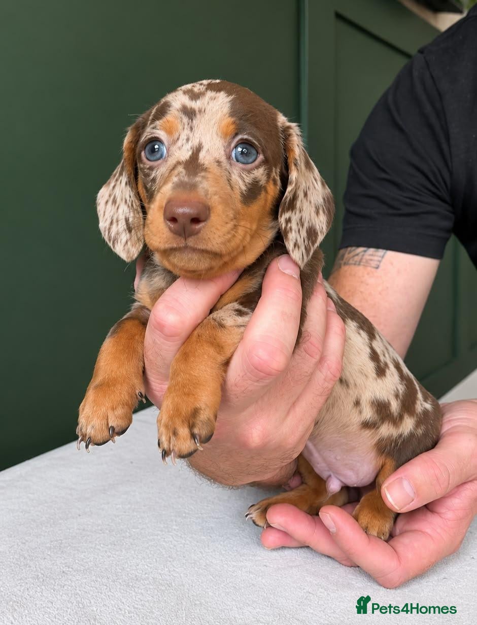 Miniature Dachshund dogs 🐾 BEAUTIFUL MINIATURE DACHSHUND PUPPIES 🐾 - Advert 3