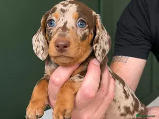 Miniature Dachshund dogs 🐾 BEAUTIFUL MINIATURE DACHSHUND PUPPIES 🐾 - Advert 3