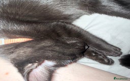 British Shorthair cats for sale: 2x male kittens ready to go now  - Image 6
