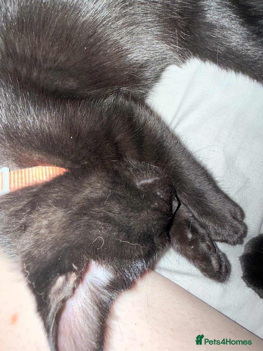 British Shorthair cats for sale: 2x male kittens ready to go now  - Image 6