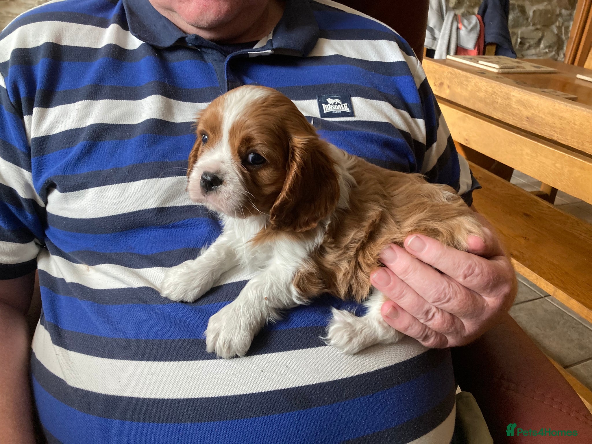 Cavalier King Charles Spaniel dogs Super KC blenheim pups from health tested parents - Advert 1