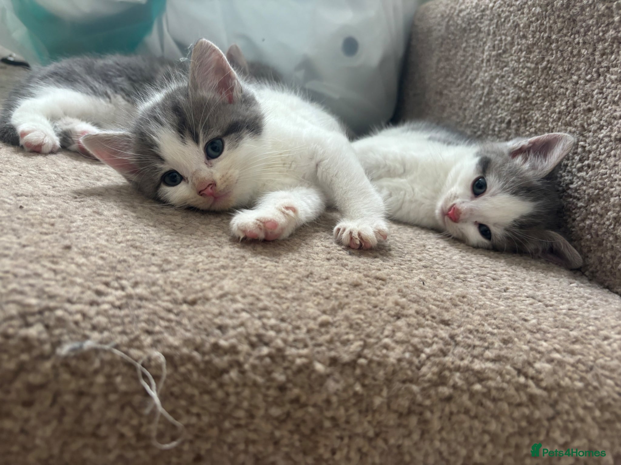 Mixed Breed cats Male kittens  - Advert 10