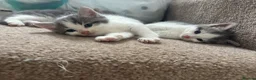 Mixed Breed cats for sale: Male kittens  - Advert 1