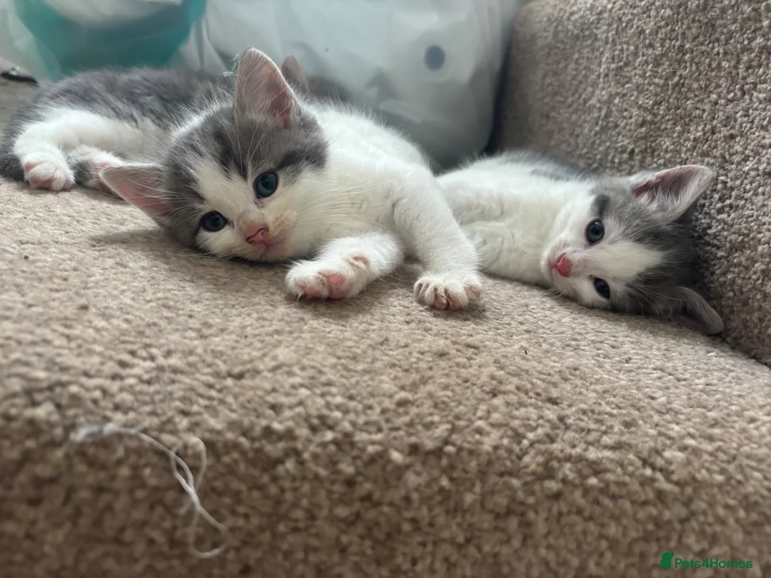 Mixed Breed cats for sale: Male kittens  - Advert 1