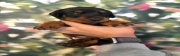 Dobermann dogs for sale: INTERNATIONAL CHAMPION EUROPEAN DOBERMANNS  - Advert 34