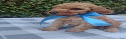Cockapoo dogs for sale: Beautiful cockapoo puppies  - Advert 10