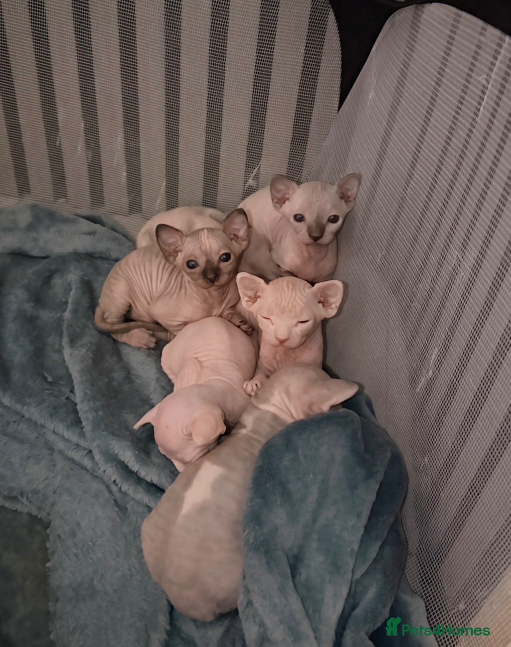 Sphynx cats Final reduced price !! Sphynx kittens  - Advert 3
