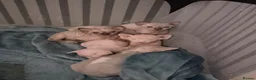 Sphynx cats for sale: Stunning blue sphinx kittens  - Advert 10