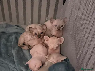 Sphynx cats Final reduced price !! Sphynx kittens - Advert 3