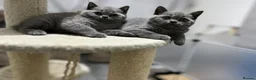 British Shorthair cats for sale:  3 blue Britishshorthair kittens girls for sale  - Advert 15