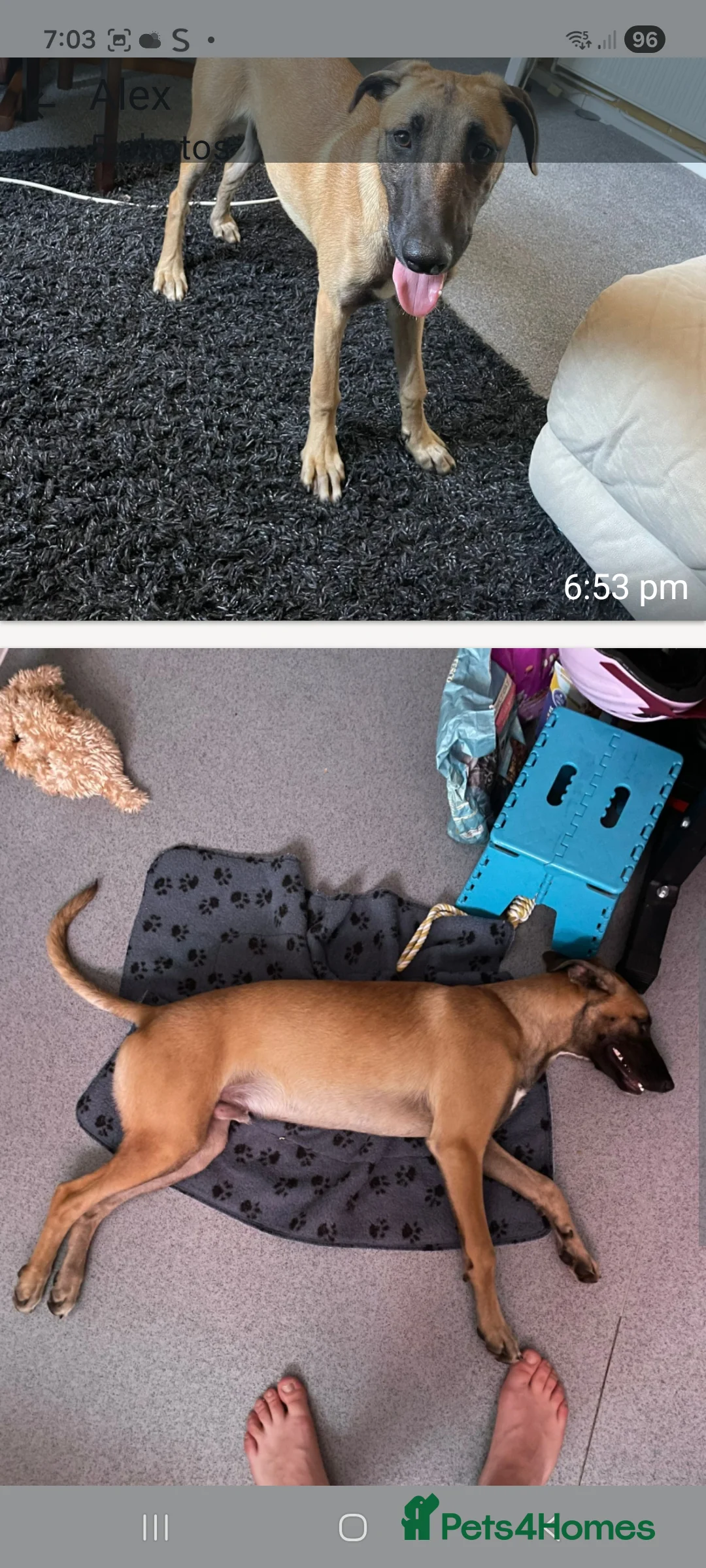 Mixed Breed dogs for sale: Belgian lurcher  in Camberley - Advert 1