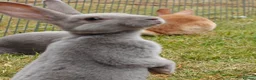 Rex rabbits for sale: Mini Rex Rabbits  - Advert 7